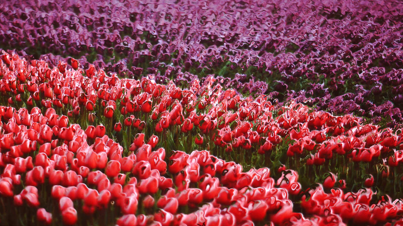 Tulipans